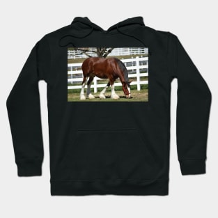 Clydesdale Hoodie